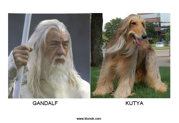 Gandalf - Kutya
 
