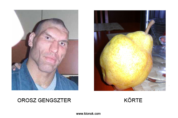 Gengszter-Körte
 
