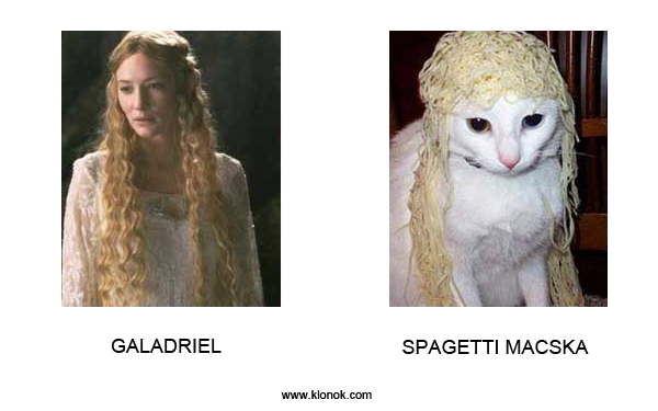 Galadriel - Spagetti macska
 
Galadriel - Spagetti macska