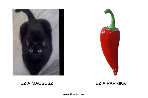 Macska - Paprika
 
