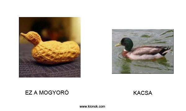 Mogyoró - Kacsa
 
