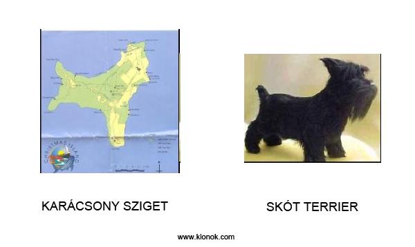 Karácsony sziget - Skót terrier
 
