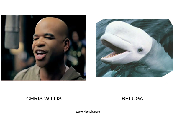 Chris Willis - Beluga
 
