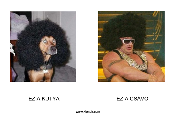 Kutya - Csávó
 
