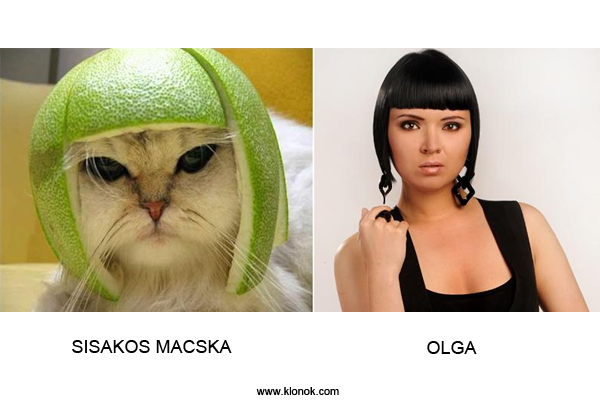 Macska - Olga
 

