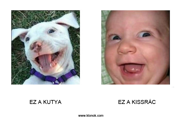 Kutya - Kissrác
 
