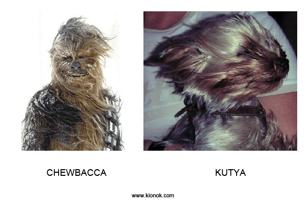 Chewbacca - Kutya
 
