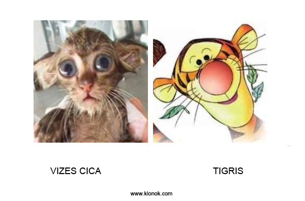 Cica - Tigris
 
